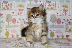 Female Siberian Kitten from Deedlebug Siberians